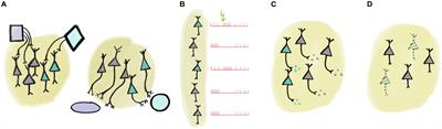 Monitoring the Right Collection: The Central Cholinergic Neurons as an Instructive Example